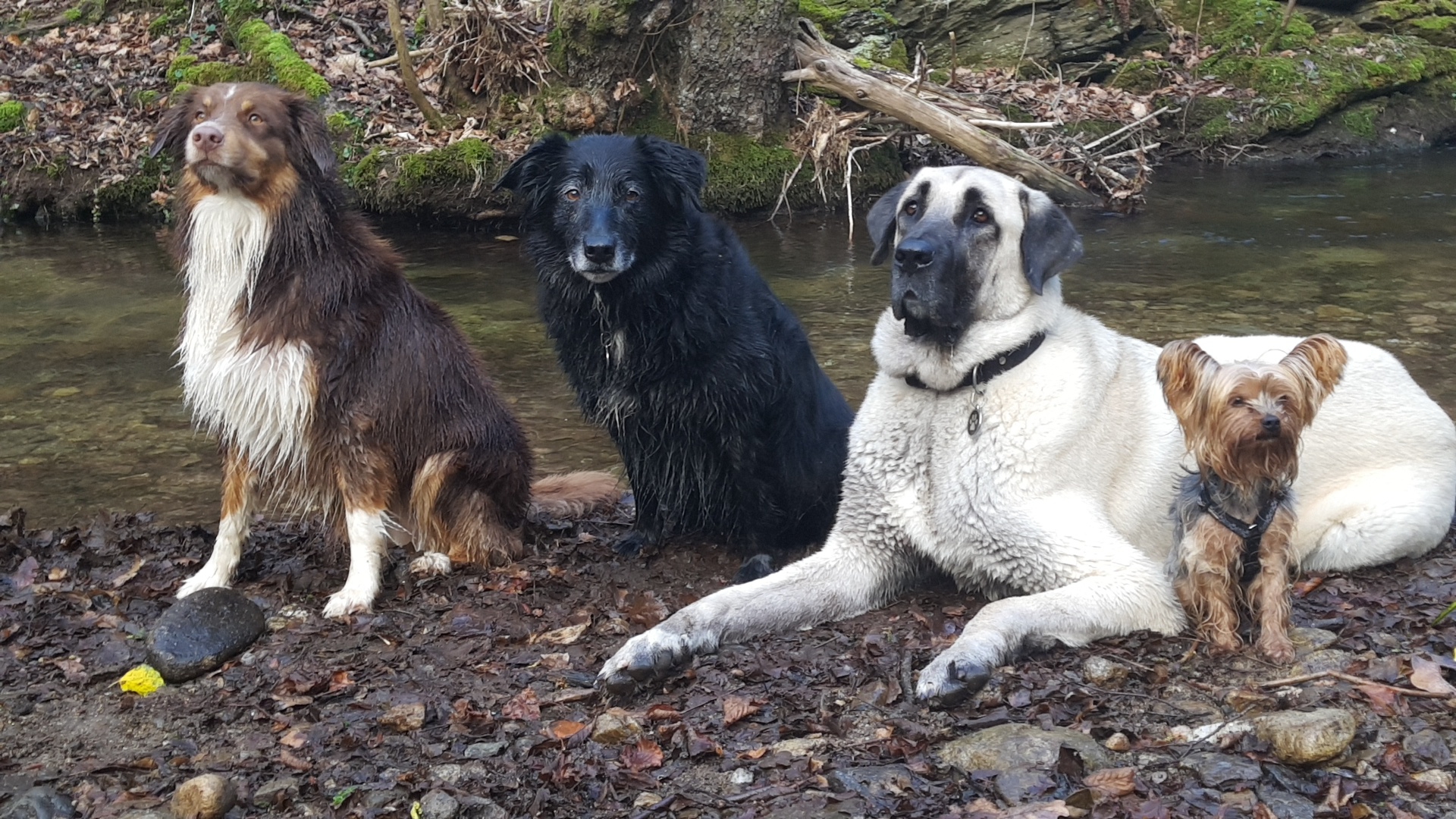 chiens au bord de la riviere