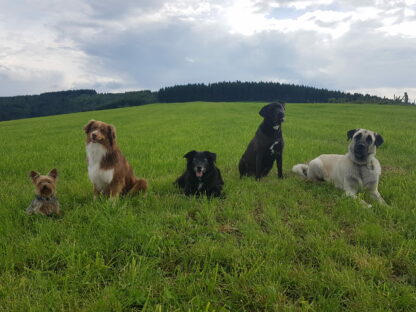 chiens dans la prairie