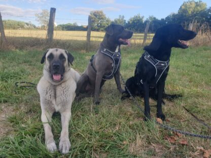 jaegger et ces copains