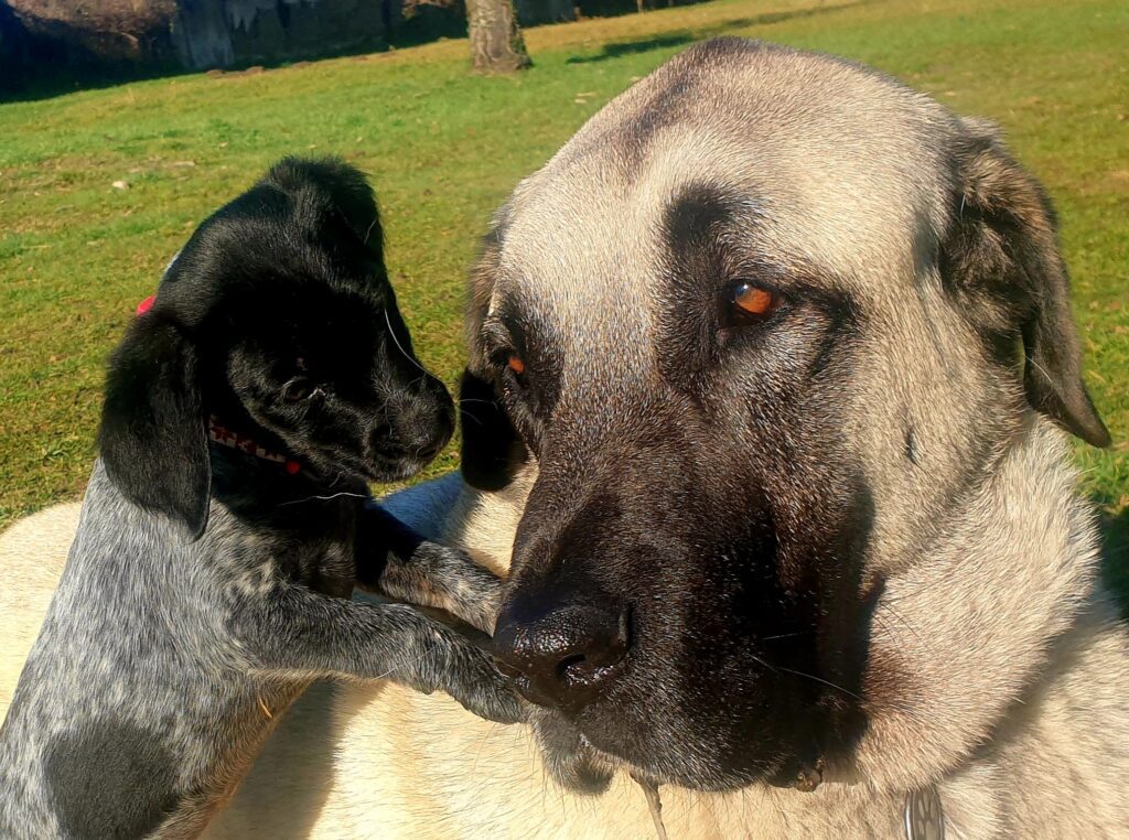 jaegger avec un chiot